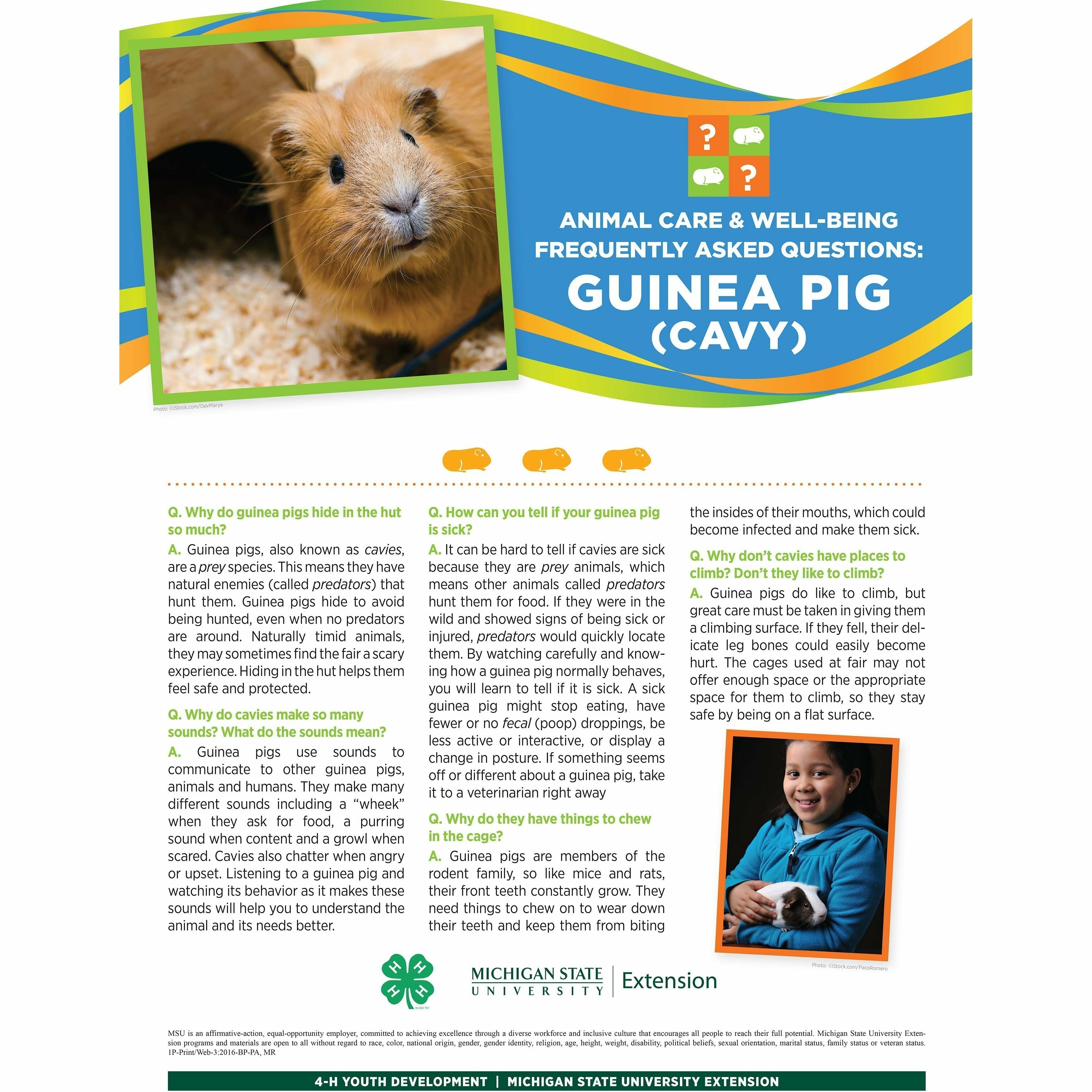 4-H Animal Care Well-Being Poster – Guinea Pig (Cavy)