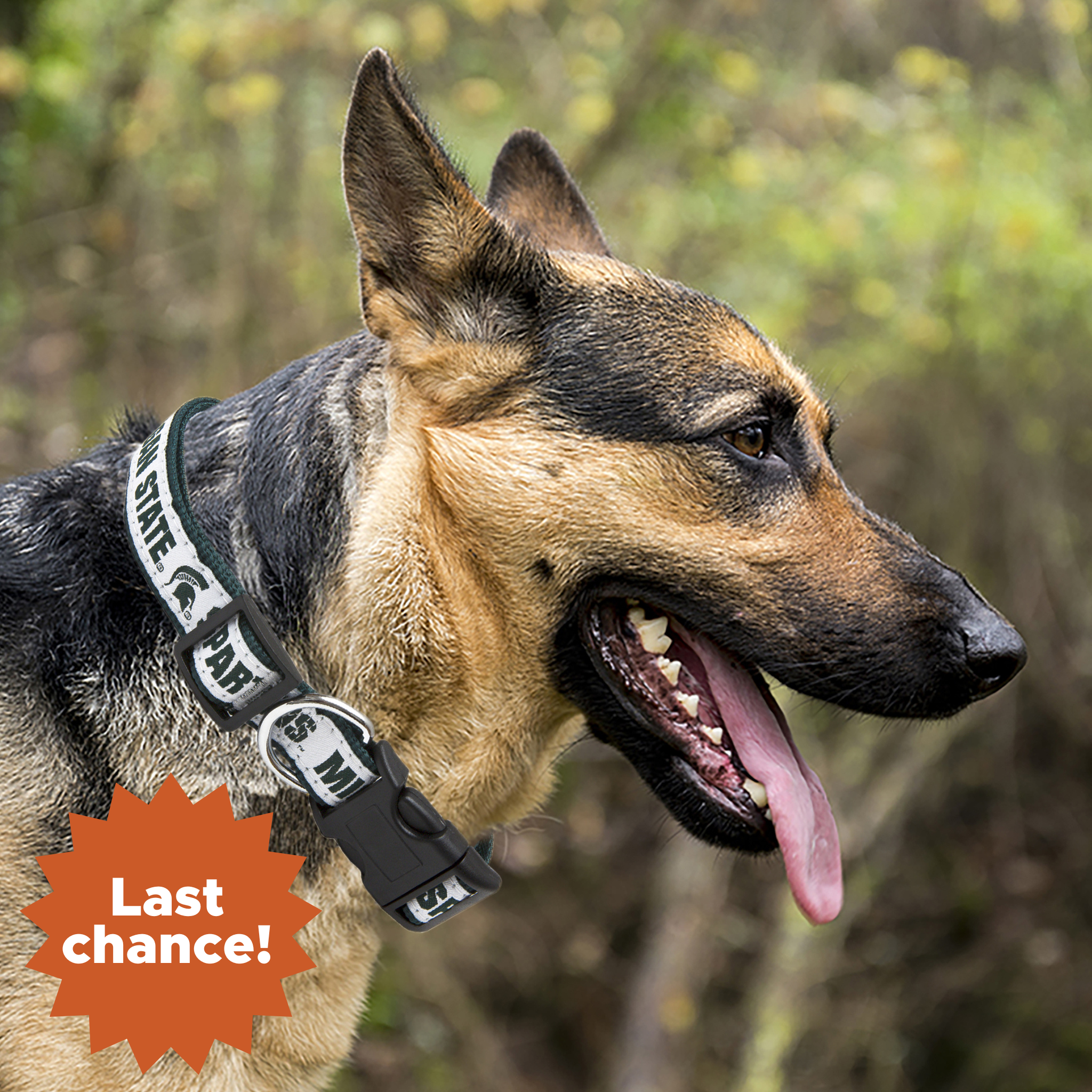 A dog facing sideways, wearing a white Michigan State Spartans collar with green writing. In the lower left corner is an orange sunburst with the words "Last chance!"