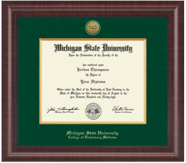 The frame is dark wood with a glossy finish. It features a double matte: an outer green matte and an inner gold matte that complements the gold university seal. "Michigan State University" is printed in gold text on a black background at the bottom center of the frame. Below in gold lettering is "College of Veterinary Medicine."