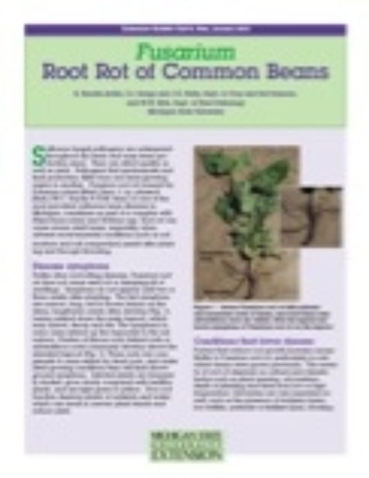 Fusarium Root Rot of Common Beans
