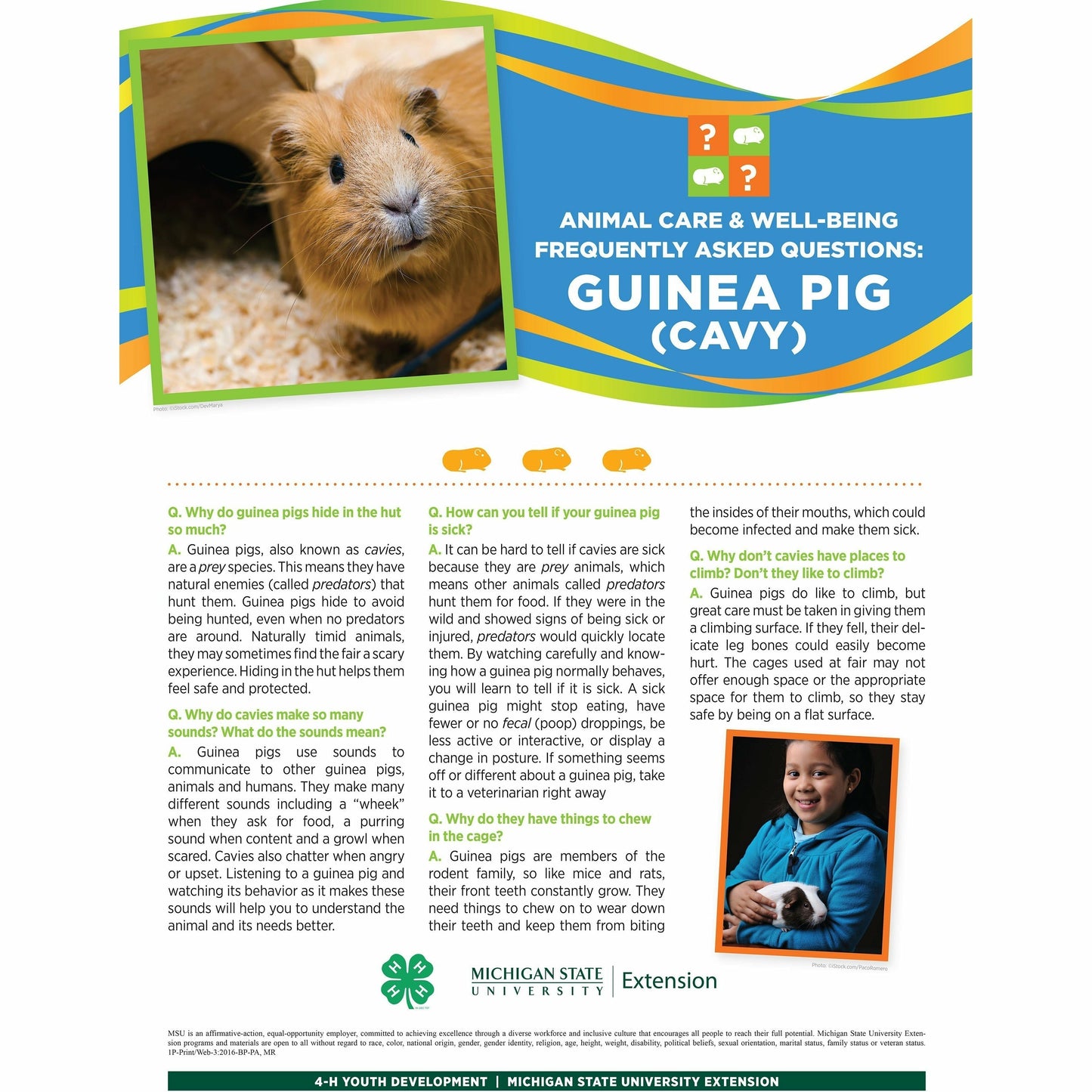 Poster titled "Animal care and well being frequently asked questions: Guinea Pig (Cavy)." A picture of a guinea pig is at the top of the poster in front of a multi-colored banner. The lower half of the poster contains text with headings listed in a question and answer format. A girl holding a guinea pig is pictured in the bottom right. 