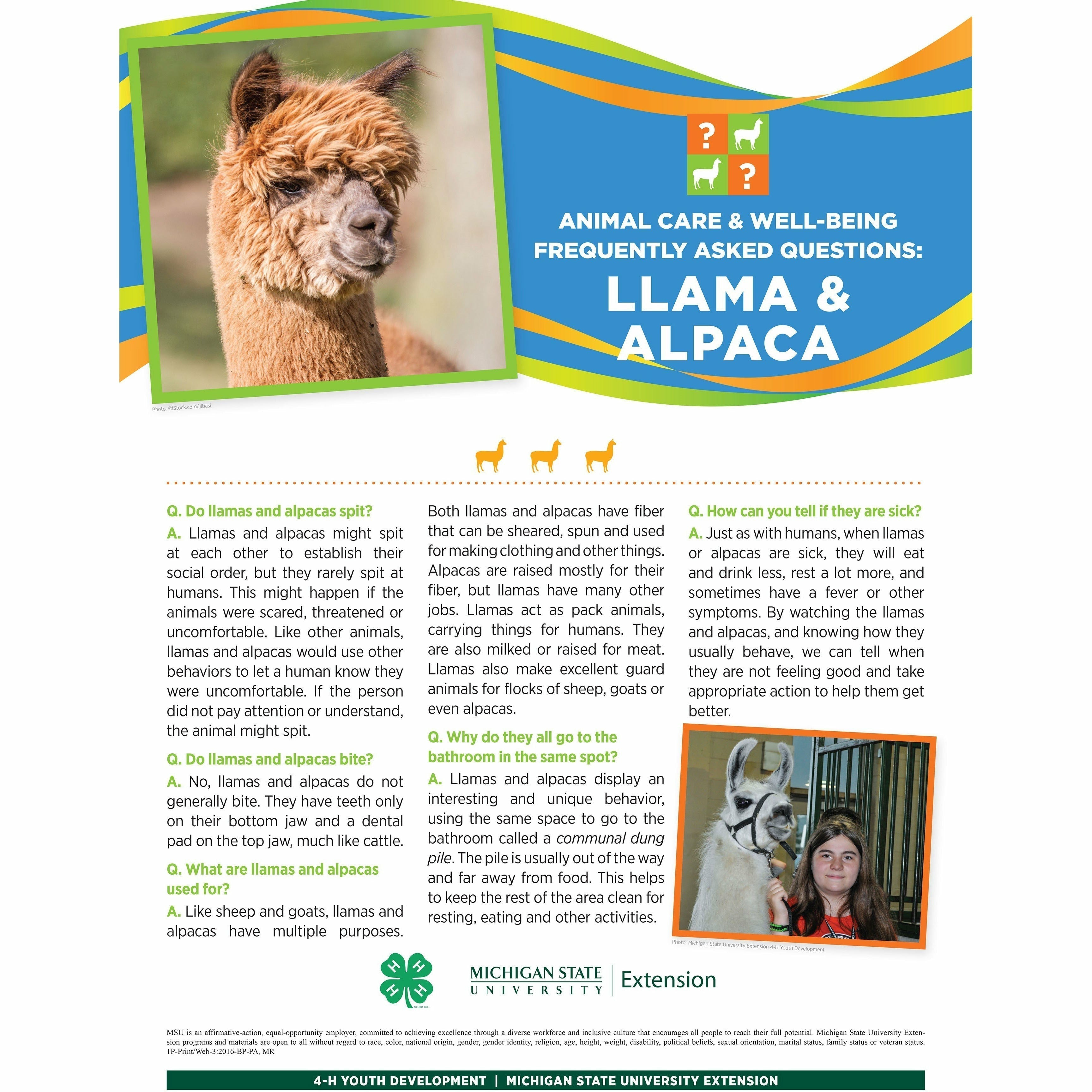 Poster titled "Animal care and well being frequently asked questions: Llama and Alpaca. A picture of an alpaca is at the top of the poster in front of a multi-colored banner. The lower half of the poster contains text with headings listed in a question and answer format. A girl guiding a llama is pictured in the bottom right.