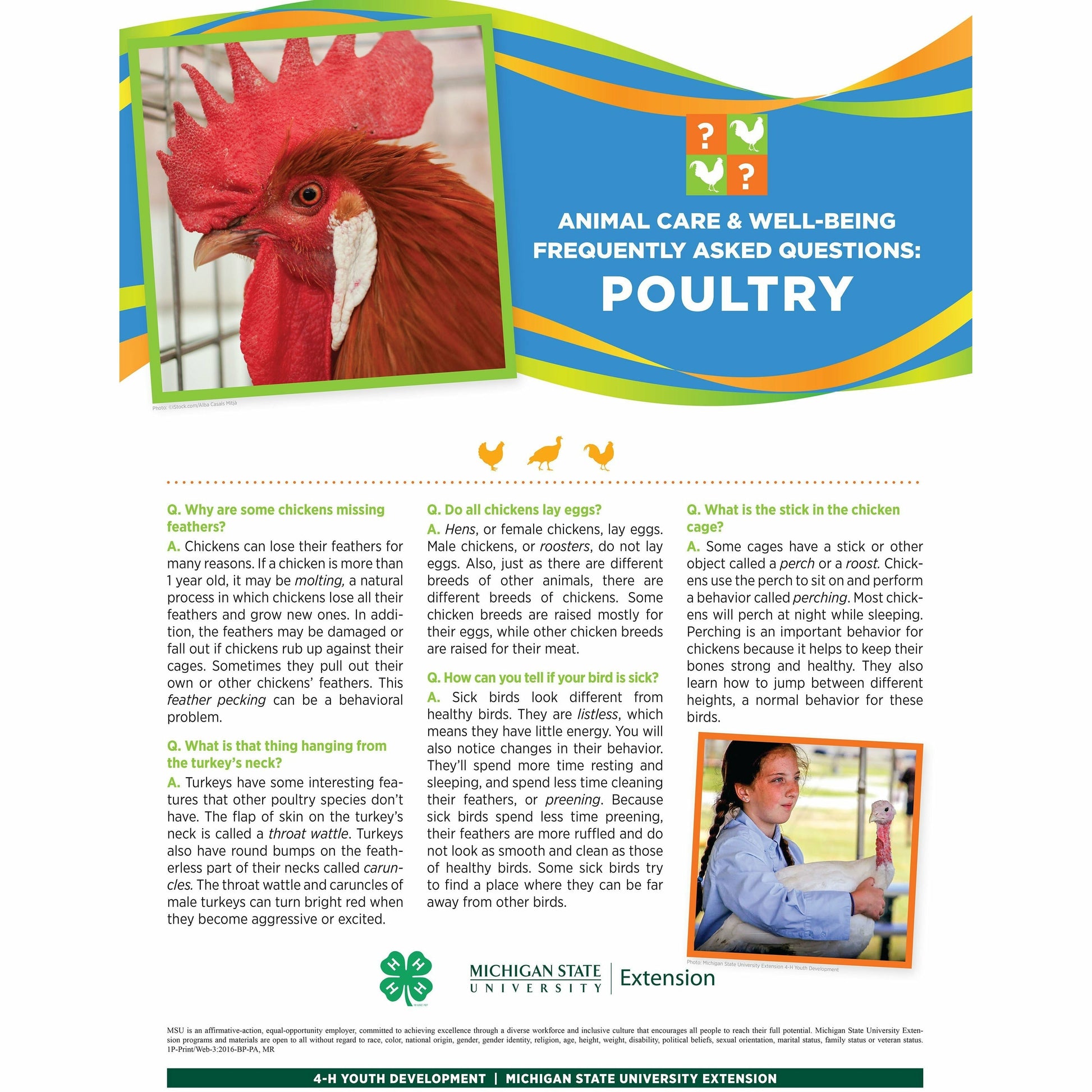 Poster titled "Animal care and well being frequently asked questions: Poultry." A picture of a rooster is at the top of the poster in front of a multi-colored banner. The lower half of the poster contains text with headings listed in a question and answer format. A girl holding a turkey is pictured in the bottom right.