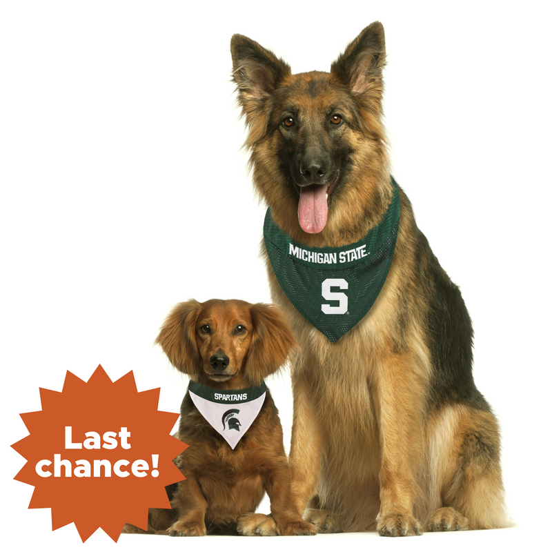 Two dogs wearing Michigan State University bandanas. The larger dog, a German Shepherd, wears a green bandana with 'MICHIGAN STATE' and a large white 'S'. The smaller dog wears a white and green bandana with 'SPARTANS' and the Spartan helmet logo. An orange starburst in the bottom left corner reads 'Last chance!