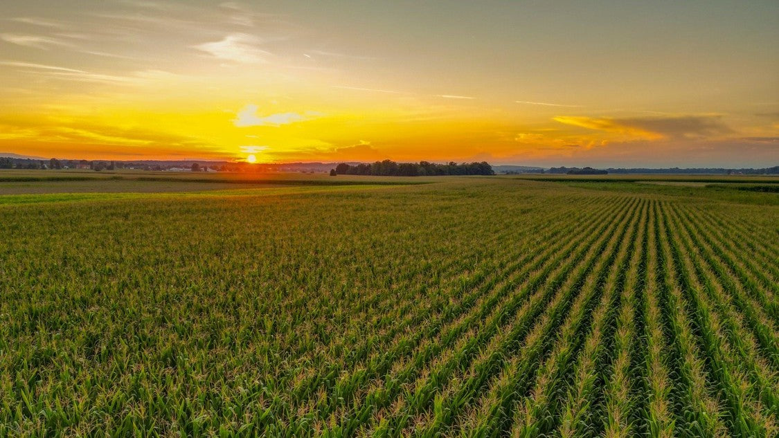 Sunrise over cornfield