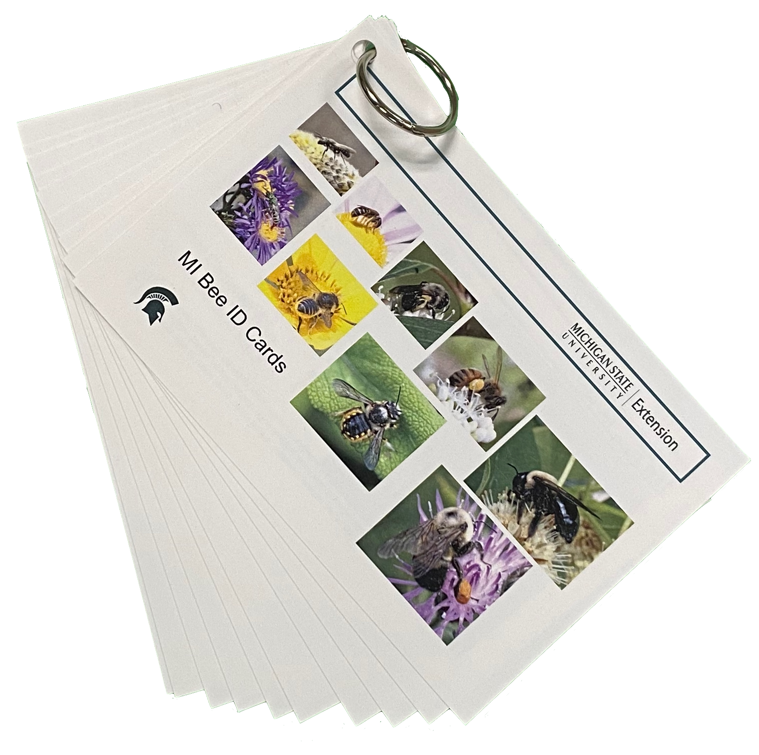 A stack of a 4 inch by 6-inch bee identification cards printed with images of bees, held together with a metal ring through the corner. Each waterproof card features high quality photographs of the bees on one side and descriptions of identifying characteristics on the reverse.
